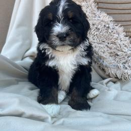 Adam - Tri-color male Bernedoodle puppy in New River, Arizona from Sonoran Standard Doodles
