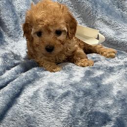 AKC Toy poodle-Tanner - Apricot male Poodle puppy in Tennessee Colony, Texas from Poodle an Doodles 3:16