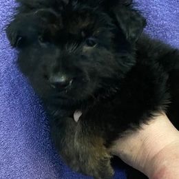 BOY LONG COAT - Bi-color male German Shepherd puppy in Bennington, Vermont from Vom Eichenhain GSD's