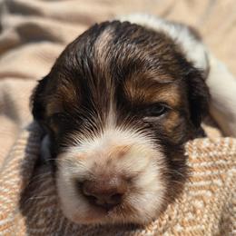 Summit - Liver and white female English Springer Spaniel puppy in Hephzibah, Georgia from Sidel's Springers