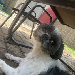 Cherry - Black and white female Shih Tzu puppy in Springfield, Missouri from Lopez Family Tails