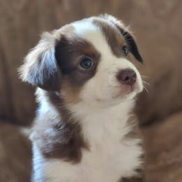 Miniature Australian Shepherds from Spunk Creek Farm