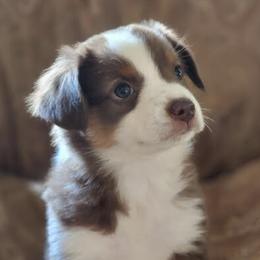 Miniature Australian Shepherds from Spunk Creek Farm
