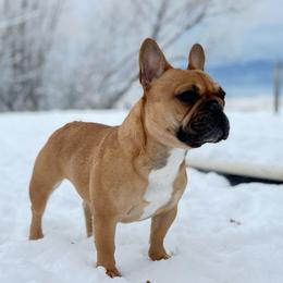 Gia - French Bulldog