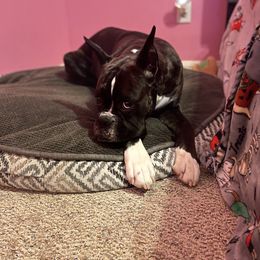 Boxer All Grown Up from Bluegrass Brawn Boxers