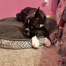 Boxer All Grown Up from Bluegrass Brawn Boxers