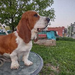 Basset Hounds from Lydia Hatfield's Basset Hounds