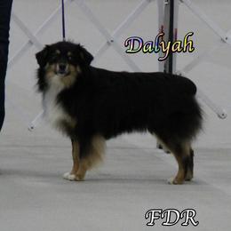 Dalyah - Toy Australian Shepherd