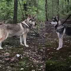 Northern Inuit Dog All Grown Up from Stellar Northern Inuits
