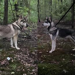 Northern Inuit Dog All Grown Up from Stellar Northern Inuits