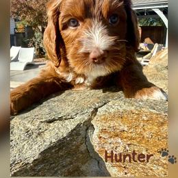 Hunter - Caramel red male Australian Labradoodle puppy in Sacramento, California from Delta Breeze Labradoodles