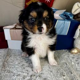 Clause - Black tri male Toy Australian Shepherd puppy in Tonasket, Washington from V5 Aussies