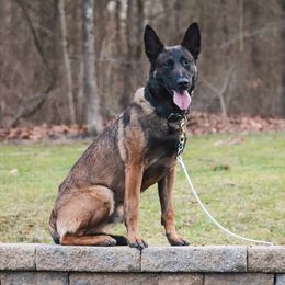 Rufus - Belgian Malinois