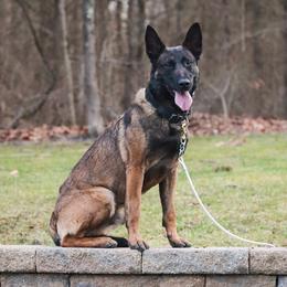 Rufus - Belgian Malinois