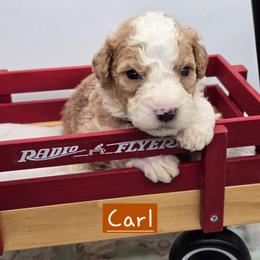 Carl - Red male Bernedoodle puppy in Neillsville, Wisconsin from Granton Creek