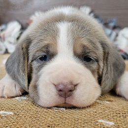 Blue tri male (green collar) - Blue tan and white male Beagle puppy in Spring Branch, Texas from Lost Trail Kennels