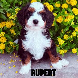 Rupert - Tri-color male Bernedoodle puppy in Gilbert, Arizona from Safe Havynn Doodles