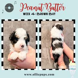 Peanut Butter - Black and white male Bernedoodle puppy in Boiling Springs, South Carolina from OlliePups, LLC