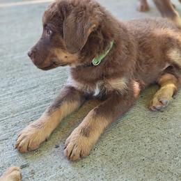 Apple - Tan female Chesapeake Bay Retriever puppy in Soap Lake, Washington from Desert Oasis Kennels