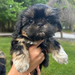 Marmalade - Black and tan female Shih Tzu puppy in Nekoosa, Wisconsin from Brox Acres House of Fur LLC