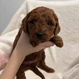 Yellow collar - Red  female Goldendoodle puppy in North Carolina from Lynes of Doodles