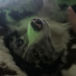Miniature Australian Shepherds from Marii's Aussies