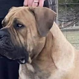Anthem - Boerboel