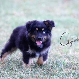 Bees Knees - Black tri female Miniature Australian Shepherd puppy in Prague, Oklahoma from Clay Creek Aussies
