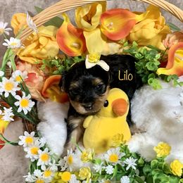 Yorkshire Terrier Puppies from Cutest AKC AZ Yorkies