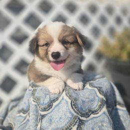 Spike (FLUFFY) championship bloodlines - Sable male Pembroke Welsh Corgi puppy in Valley, Washington from Enchanted Valley Paws