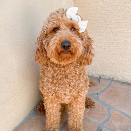 Annie - Goldendoodle