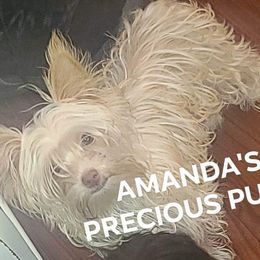 Willow - Yorkshire Terrier puppy in Wartburg, Tennessee from Amanda's Precious Pups