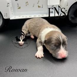 Bluie Rowan Full Fluffy With A Tail - Blue male Pembroke Welsh Corgi puppy in Casper, Wyoming from Flying Note Shorties