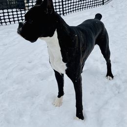 Boxer All Grown Up from Bluegrass Brawn Boxers
