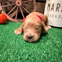 Clover red collar - Red  female Goldendoodle puppy in Atco, New Jersey from Flannery’s lucky puppies 🍀