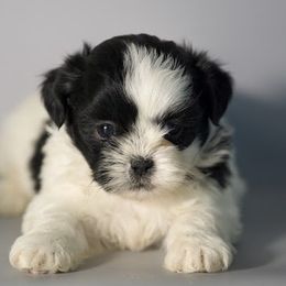Boy 3 - Black and white male Shih Tzu puppy in Middleborough, Massachusetts from Shih Tzu Pups