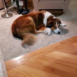 English Shepherd All Grown Up from Goodwin Heritage Homestead