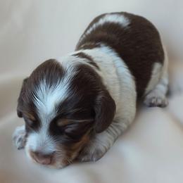 Maple - Piebald female Dachshund puppy in Buckeye, Arizona from Duran Dachshunds