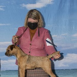 Border Terriers from Gemstones Border Terriers