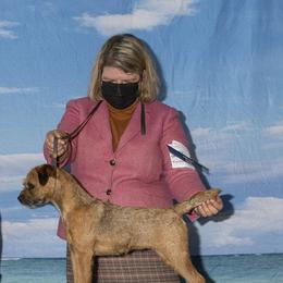 Border Terriers from Gemstones Border Terriers