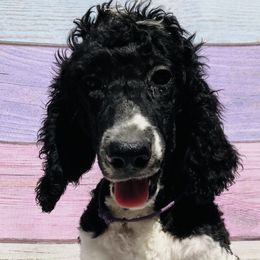 Penelope purple collar - Poodle puppy in Salisbury, North Carolina from Majestic’s Poodles