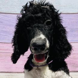 Penelope purple collar - Poodle puppy in Salisbury, North Carolina from Majestic’s Poodles