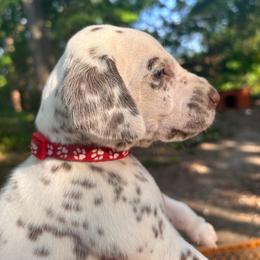 Cactus(LUA) - White and liver brown male Dalmatian puppy in Wilson, North Carolina from New Horizonz Dalmatians