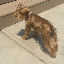 Alice - Miniature Schnauzer
