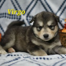 Virgo - Seal and white female Alaskan Malamute puppy in Kingston, Tennessee from North Shore Alaskan Malamutes