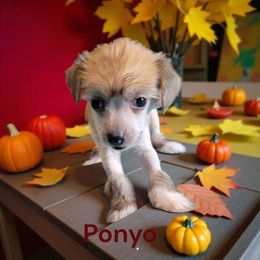 Ponyo - Sable female Chinese Crested puppy in Woodland Park, Colorado from Feathers End Kennels
