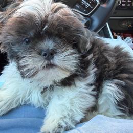 Buddy - Blue and white male Shih Tzu puppy in Cordova, Tennessee from TrueLine kennels