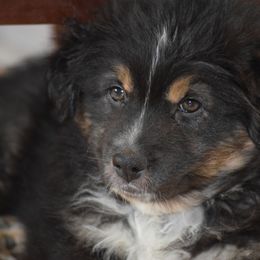 Australian Shepherd Puppies from Whitfarm Aussies
