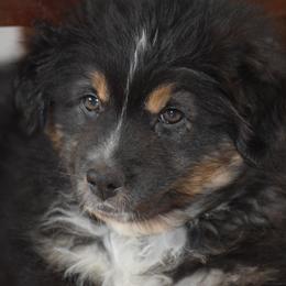 Australian Shepherd Puppies from Whitfarm Aussies