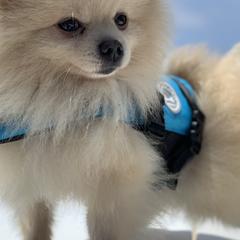 Pomeranians from Real Puppies of Beverly Hills